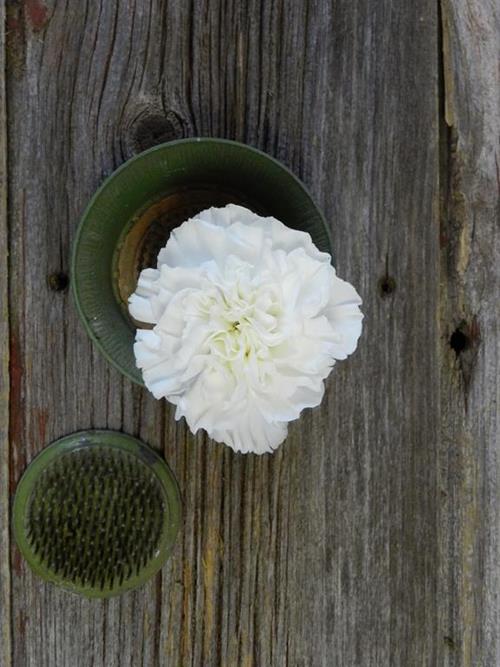 MOONLIGHT  WHITE CARNATIONS